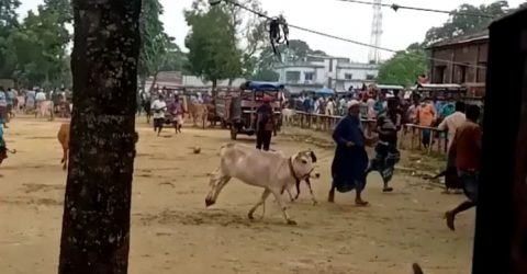 খবর পেয়ে পশুর হাটে ইউএনও!! মুহূর্তেই ফাঁকা!!