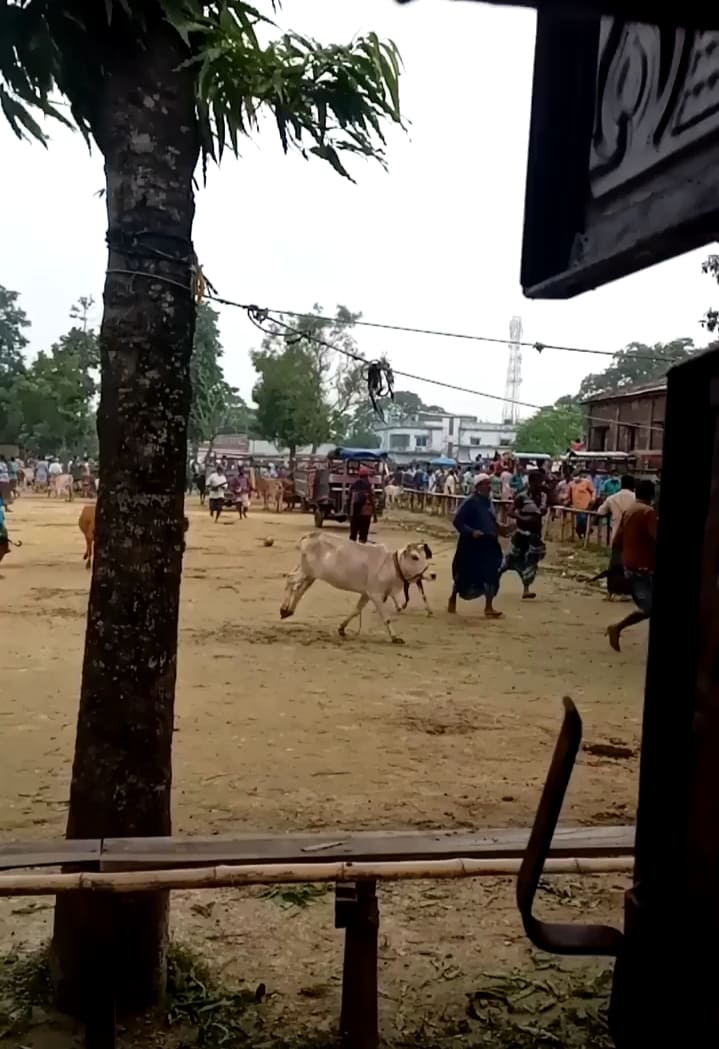 খবর পেয়ে পশুর হাটে ইউএনও!! মুহূর্তেই ফাঁকা!!
