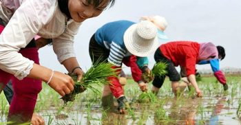 ১ লাখ ২০ হাজার টাকা বেতনে বাংলাদেশি নারী কর্মী নেবে দক্ষিণ কোরিয়া