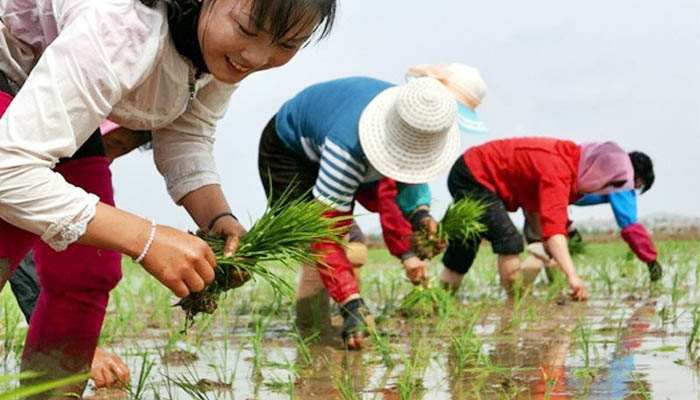 ১ লাখ ২০ হাজার টাকা বেতনে বাংলাদেশি নারী কর্মী নেবে দক্ষিণ কোরিয়া